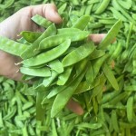 ALL Vegetable Custom Shape Whole Slice Strip Dice Fresh IQF Frozen Sweet Pea