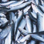 Wholesaler Custom Cheap Frozen IQF Sardine for Canned Petfood Seafrozen
