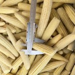 ALL Vegetable Custom Shape Whole Slice Strip Dice Fresh IQF Frozen Corn