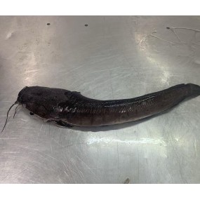 Wholesaler Custom Package  High -Quality Fresh Frozen  Cleaned Catfish   Haccp