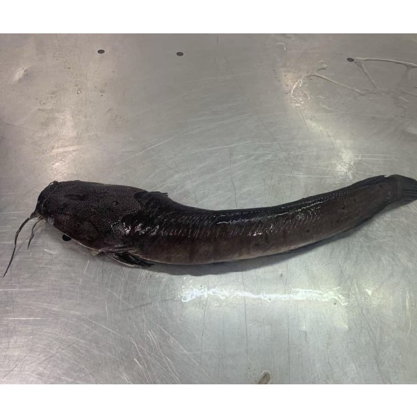 Wholesaler Custom Package  High -Quality Fresh Frozen  Cleaned Catfish   Haccp