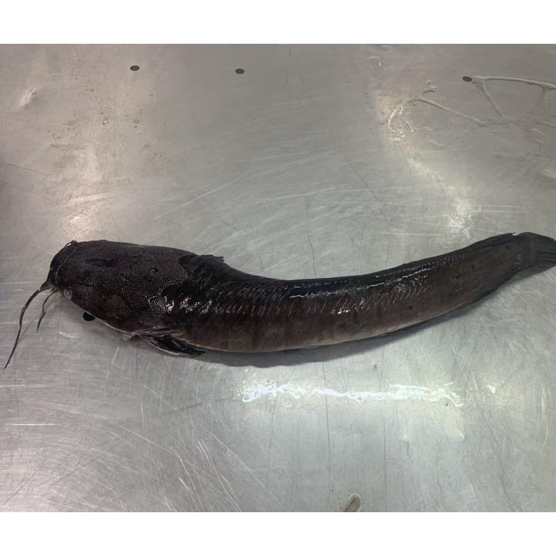 Wholesaler Custom Package  High -Quality Fresh Frozen  Cleaned Catfish   Haccp