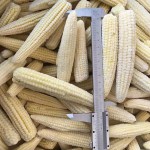 OEM ODM ALL Vegetable Custom Shape Whole Slice Strip Dice Fresh IQF Frozen Bamboo Shoot