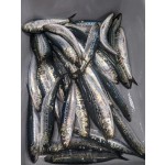 Wholesaler Custom Cheap Frozen IQF Sardine for Canned Petfood Seafrozen