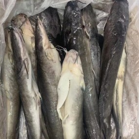 High Grade Cleaned Fresh Frozen Catfish BQF ODM OEM  To Africa