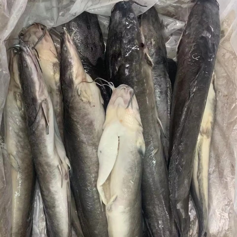 High Grade Cleaned Fresh Frozen Catfish BQF ODM OEM  To Africa