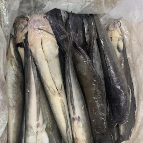 ODM OEM  High-Quality Fresh Frozen Catfish   Wholesaler BQF Whole Round Cleaned To Africa