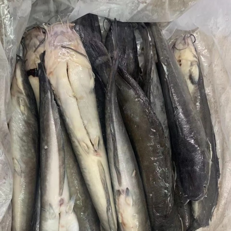 ODM OEM  High-Quality Fresh Frozen Catfish   Wholesaler BQF Whole Round Cleaned To Africa