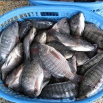 Wholesaler Custom Package Iwp Ivp Iqf Whole Round Cleaned Fresh Frozen Tilapia