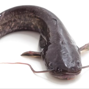 批发热卖BQF整轮清洗新鲜冷冻鲶鱼ODM OEM