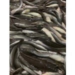 High-Quality BQF Whole Round Cleaned Frozen Catfish Wholesaler Custom Package