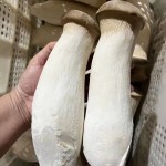 ALL Vegetable Custom Shape Whole Slice Strip Dice Fresh IQF Frozen Bamboo Shoot