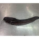 Wholesaler HOT SALES BQF Whole Round Cleaned Fresh Frozen Catfish  ODM OEM
