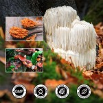 Biochealth Lions Mane Reishi Mushroom Complex Extract Liquid Drops Cordyceps Mushroom Mix Drops Chaga Lions Mane Mushroom Drop