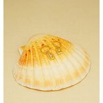 Geometric Hoop Earrings - Gold Plated Octagram