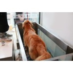 Dog water treadmill