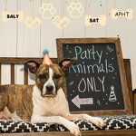 Wood Dog Bone Cutouts Manufacturer - Unfinished for Crafts Party Decor