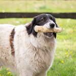 Coffee Wood Chews Supplier - Natural Safe Dog Chew Toys