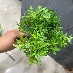 Artificial Fern Stems Factory - Indoor Greenery Decor