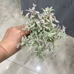 Artificial Fern Grass Factory - PE Wire Greenery