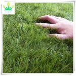 Shag Grass Rug Factory - Artificial Area Rug Supplier