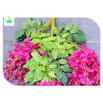 Artificial Rattan Vine Factory - Hanging Silk Flowers