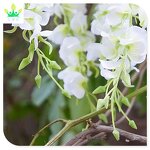 Artificial Silk Wisteria Factory - Real Looking Vine