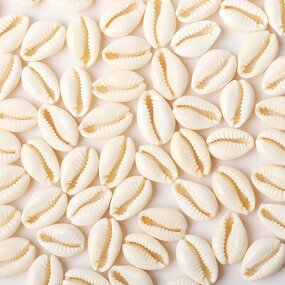 Cowrie Beads Supplier - White Sea Shell Cowry Charm Beach Jewelry DIY