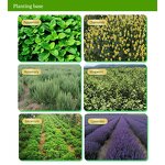 Cucumber Extract Manufacturer - Organic for Cosmetic