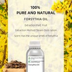 Forsythia Extract Factory - Organic Non-GMO
