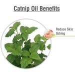 Catnip Oil Supplier - Bulk for Mouthwash Toothpaste