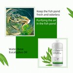 Water Soluble Eucalyptus Oil Supplier - For Aquaculture
