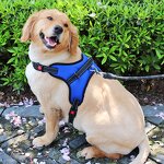Dog Leash Supplier - Rope Harness for Medium Large Golden Retrievers
