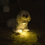 LED Dog Collar Factory - Rechargeable Lighted Glow Flashing Night Waterproof