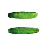 Plush Pet Toy Factory - Dog Chewing Catnip Chew Toys Wholesale