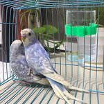 Automatic Bird Waterer Supplier - Parrot Cage Drinker Bottle Feeder Container