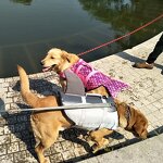 Dog Life Jacket Manufacturer - Swimming Safety Suit Flotation Vest for Pets