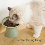Ceramic Cat Food Bowl Factory - Extra Wide Shallow Dish for Whisker Fatigue Relief