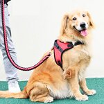 Dog Leash Supplier - Rope Harness for Medium Large Golden Retrievers