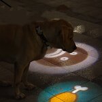 LED Dog Collar Factory - Rechargeable Lighted Glow Flashing Night Waterproof