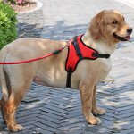 Dog Leash Supplier - Rope Harness for Medium Large Golden Retrievers