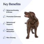 Melatonin Dog Chews Manufacturer - OEM Calming Stress Relief