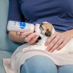 Goat Milk Powder Manufacturer - Full Cream with Colostrum for Puppies