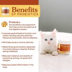 Probiotics Powder Manufacturer - Custom for Dogs Cats Natural Powder