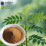 Senna Leaf Extract Supplier - 40% High Purity Plant Supplements