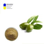 Olive Leaf Extract Powder Manufacturer - 12% Oleuropein Antioxidant Support