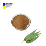 Eucalyptus Extract Powder Supplier - 5:1 Leaf Extract Respiratory Support