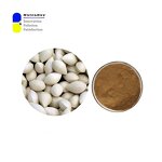 Ginkgo Seed Extract Powder Supplier - 4:1 Extract for Brain Health