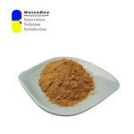 Rehmannia Extract Powder Manufacturer - Natural 10% Polysaccharides