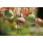 Monk Fruit Sweetener Manufacturer - Non-GMO USDA Organic Plant Extract